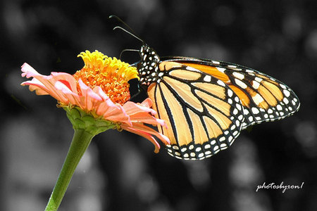 Butterfly-#14web.jpg
